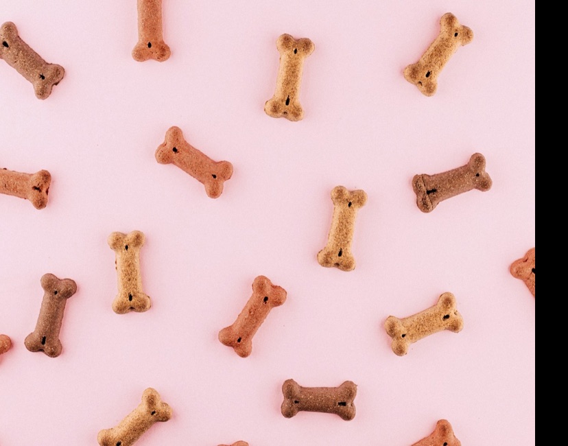 アカナの小型犬向けフードを見る時のポイント。のメイン画像
